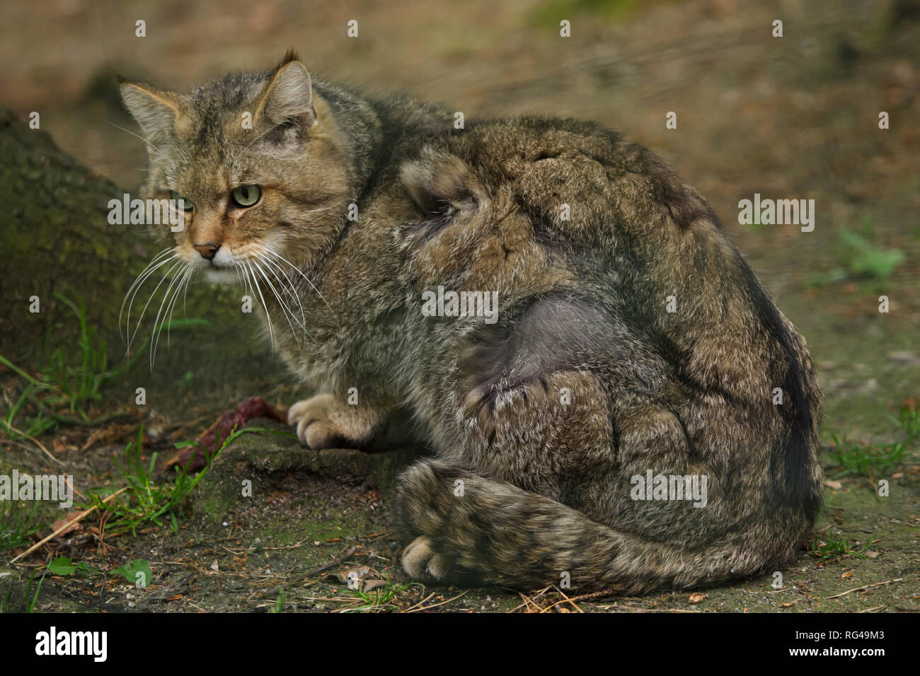 Die europäische Wildkatze (Felis silvestris silvestris). Wildlife Tier. Stockfoto