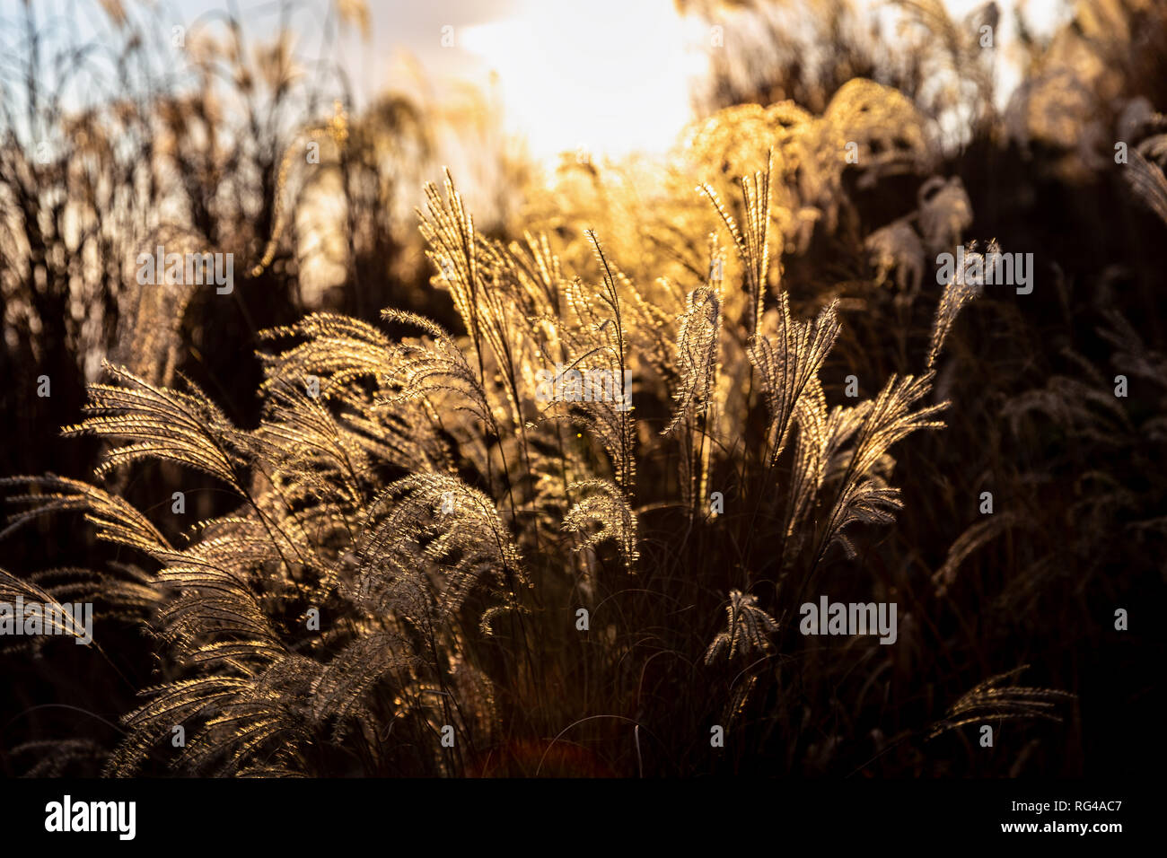 Blasen Blume Gras berühren Sonnenlicht auf windigen Tag bei Sonnenuntergang. Stockfoto