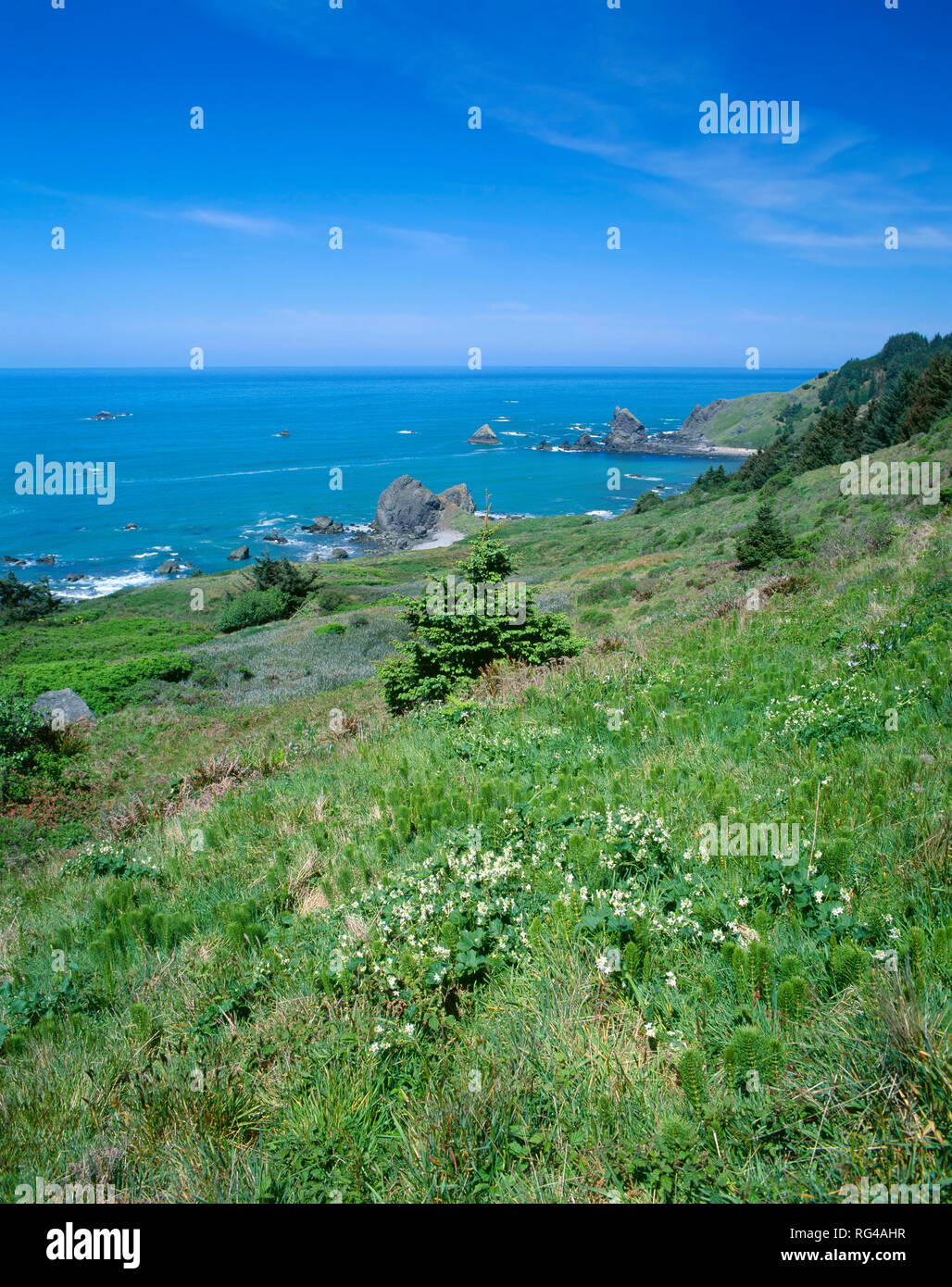 USA, Oregon, Samuel Boardman State Park, Frühling Pflanzen auf der Landspitze und kleine vorgelagerte Meer Stapel am Kap Ferralo. Stockfoto