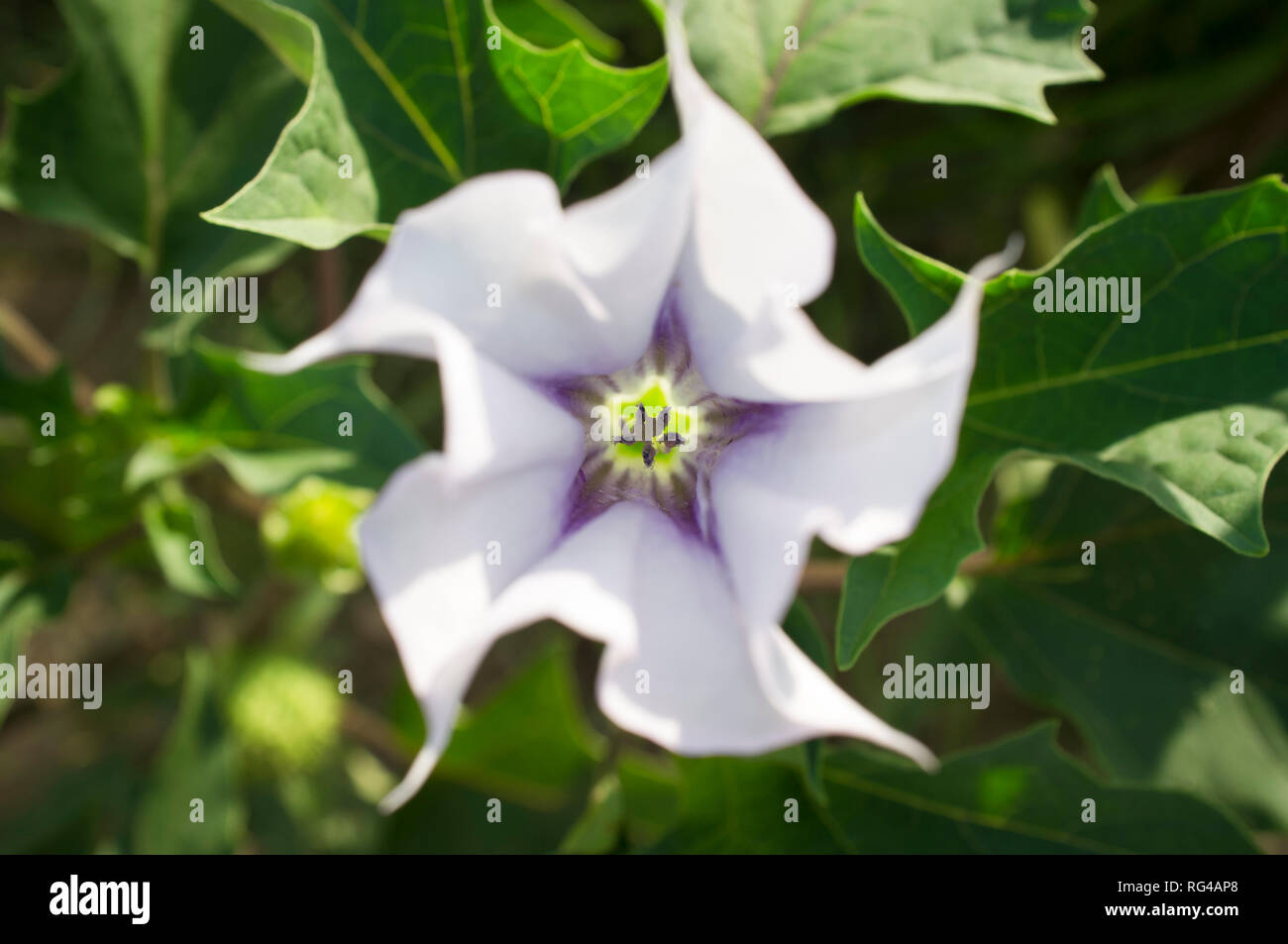 Datura stramonium, in Englisch als jimsonweed oder des Teufels Strick bekannt, Overhead shot von Blume mit selektiven Fokus Stockfoto