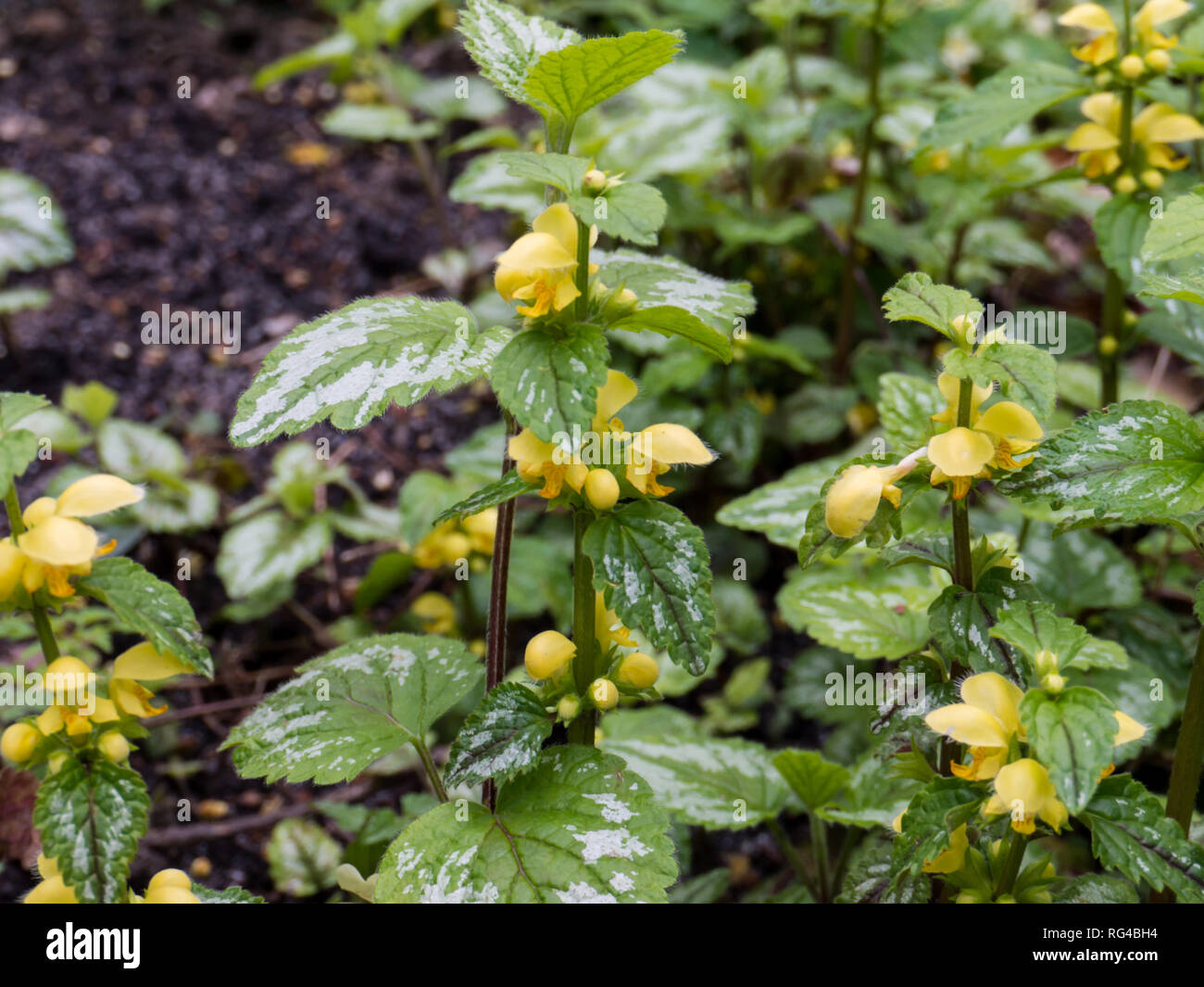 Lamium galeobdolon oder gelb Erzengel blühende Pflanze. Weasel-schnauze Wildflower im Frühjahr Wald. Stockfoto