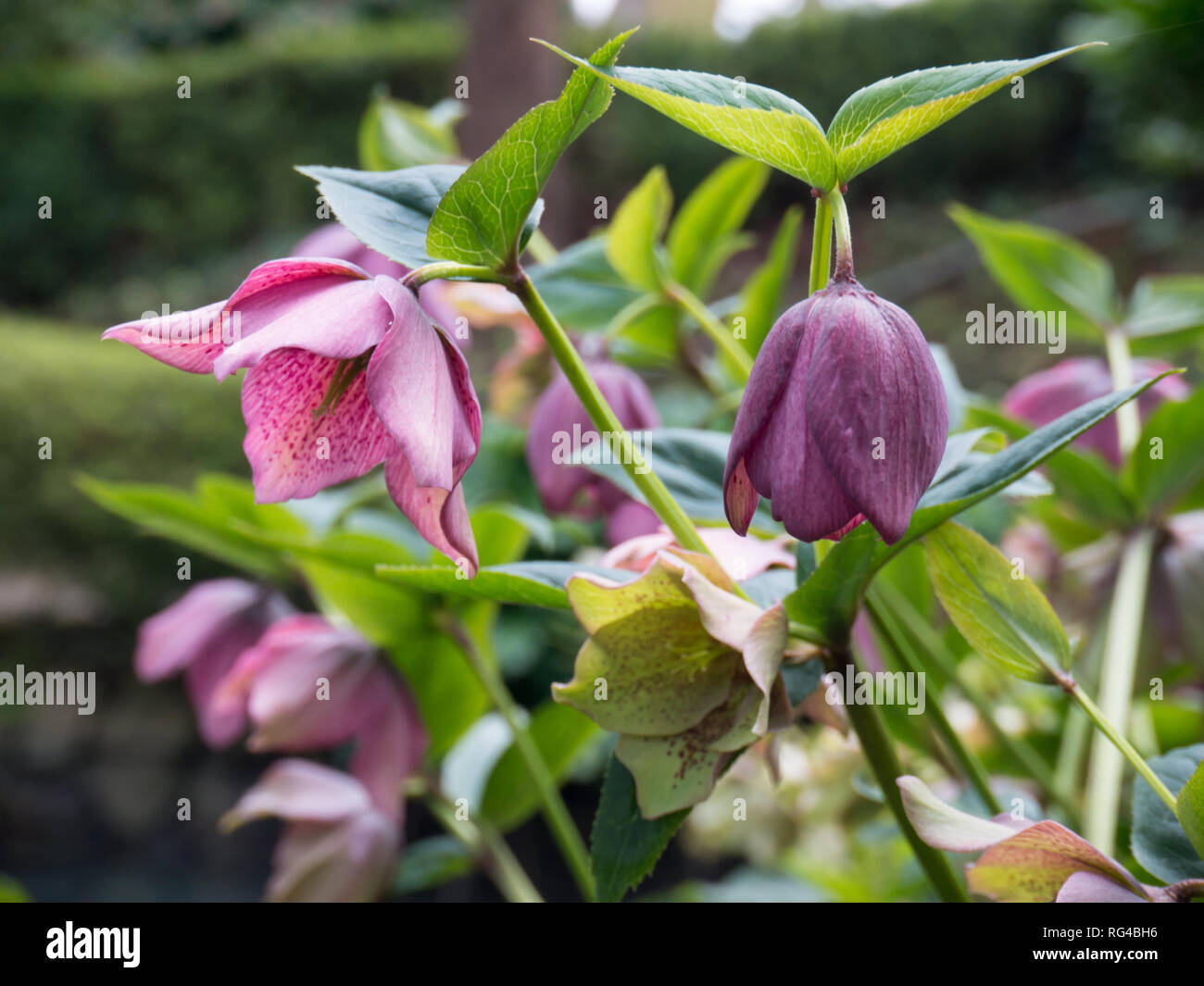 Helleborus orientalis oder fastenzeit Rose blühende Pflanze mit lila Gefleckte hängende Blumen Stockfoto