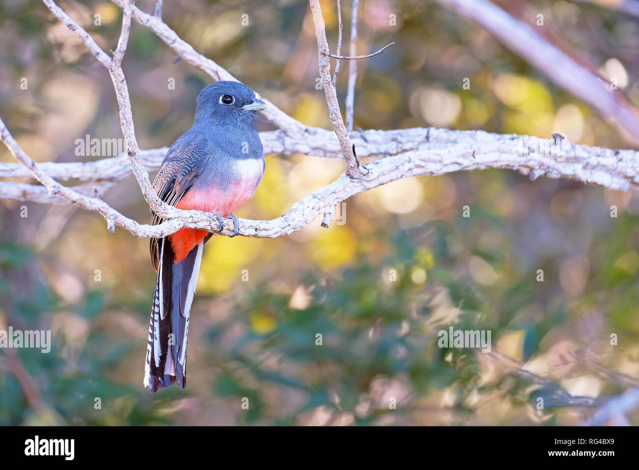 Blau - gekrönte Trogon, Trogon Curucui, Vogel in der Familie Trogonidae, Praia do Buraco Das Araras, Pantanal, Brasilien Stockfoto