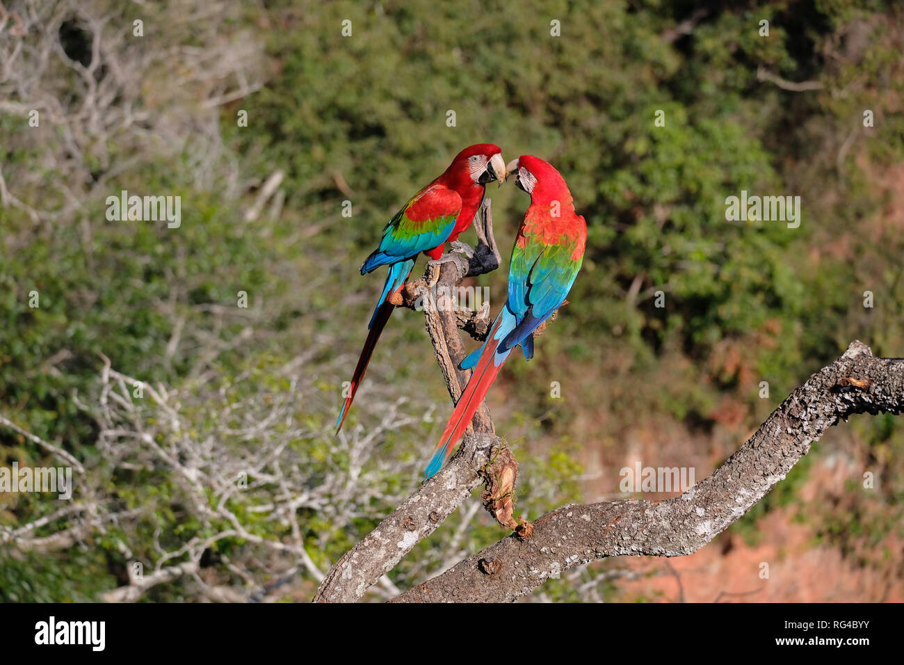 Rote und Grüne Aras, Ara Chloropterus, Praia do Buraco Das Araras, in der Nähe von Bonito, Pantanal, Brasilien Stockfoto