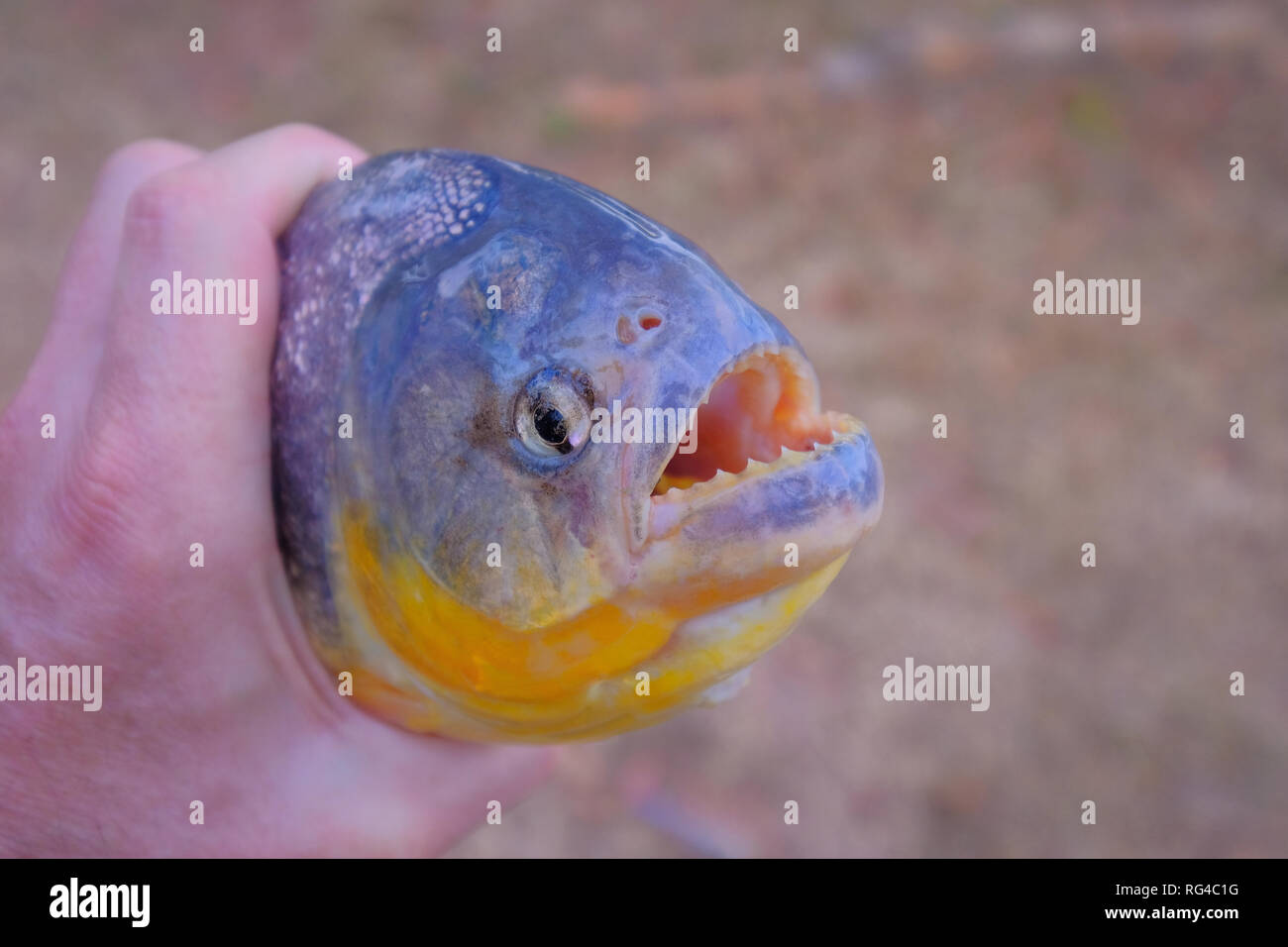 Hand des Menschen frisch gefangenen Piranha fischen mit großen Zähnen in Mato Grosso, Pantanal, Brasilien Stockfoto