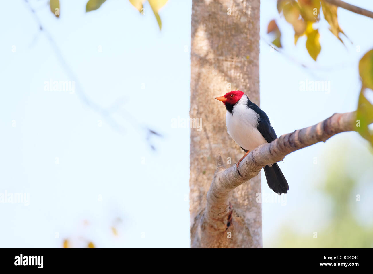 Yellow-billed Kardinal, Paroaria Capitata, Schwarze und Weiße song Vogel mit rotem Kopf, Mato Grosso, Pantanal, Brasilien Stockfoto