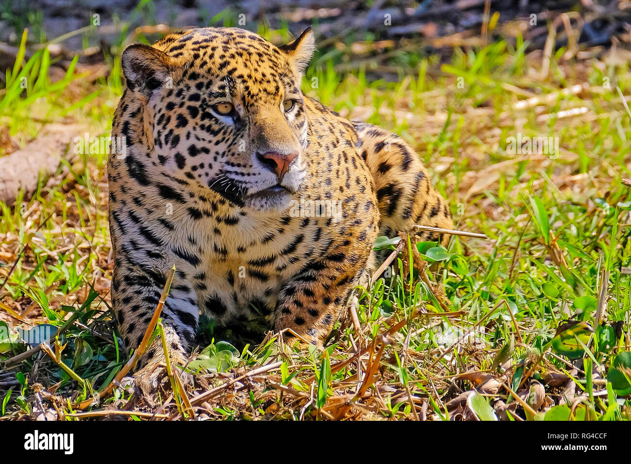 Jaguar Panthera Onca, am Flussufer, Cuiaba Fluss, Porto Jofre, Pantanal Matogrossense, Mato Grosso, Brasilien Stockfoto