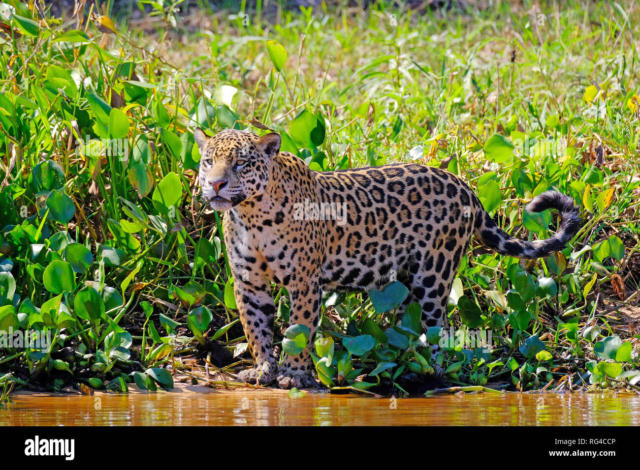 Jaguar Panthera Onca, Cuiaba Fluss, Porto Jofre, Pantanal Matogrossense, Mato Grosso do Sul, Brasilien Stockfoto