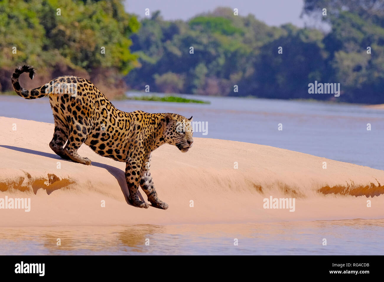 Jaguar Panthera Onca, Weiblich, Cuiaba Fluss, Porto Jofre, Pantanal Matogrossense, Mato Grosso do Sul, Brasilien Stockfoto
