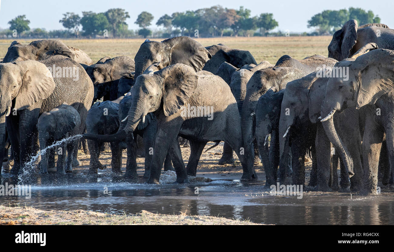 Afrikanische Elefanten (Loxodonta africana) zusammen Wasser Kreuzung in Bwabwata National Park. Stockfoto