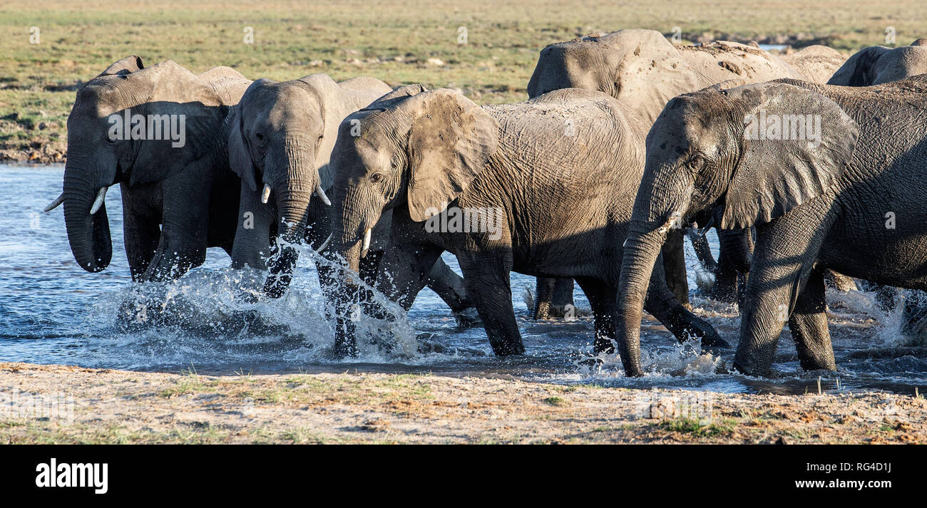 Afrikanische Elefanten (Loxodonta africana) zusammen Wasser Kreuzung in Bwabwata National Park. Stockfoto
