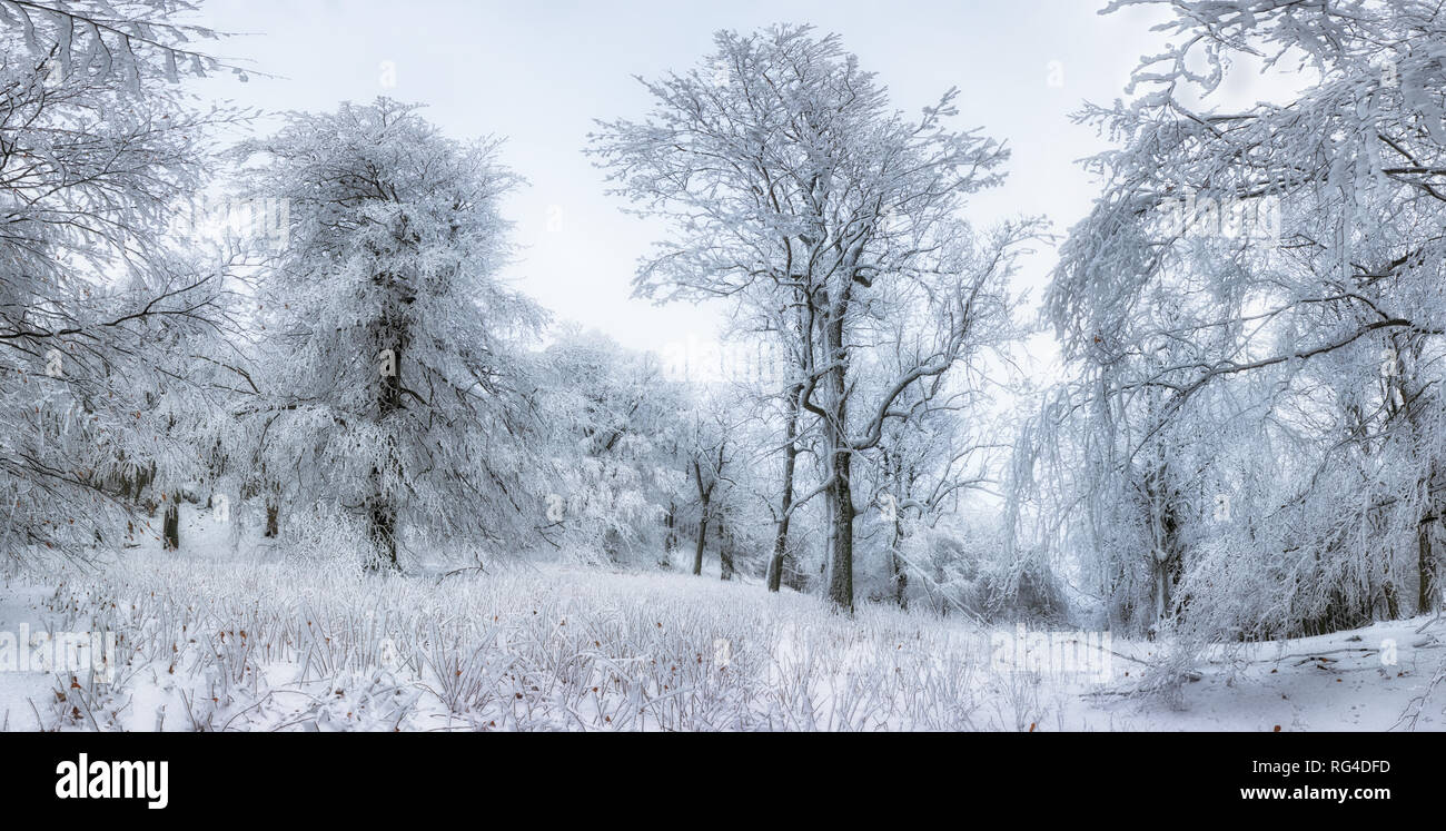 Gefrorene Landschaft - Winter Nebel Wald Stockfoto