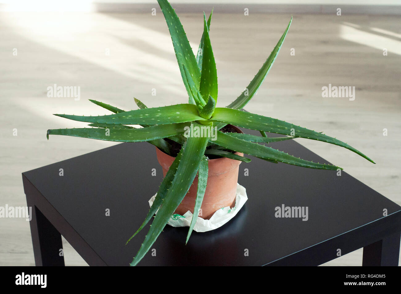 Aloe Vera in einer braunen Topf. Grosse schne Aloe Vera auf den Schwarzen  Tisch Stockfotografie - Alamy
