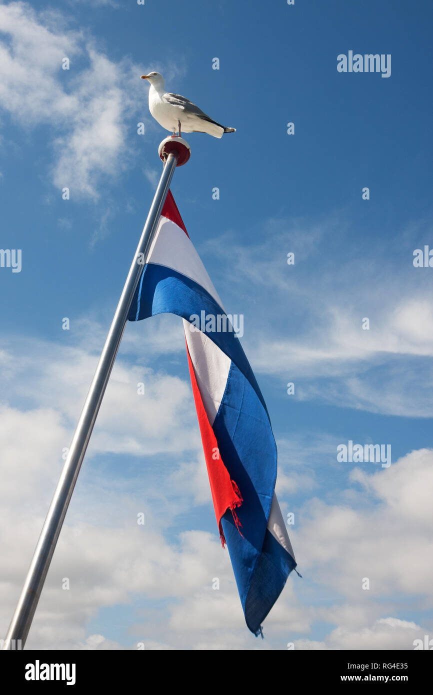 Seeagull sitzen auf Flag Pole mit der niederländischen Flagge schwenkten auf es Stockfoto