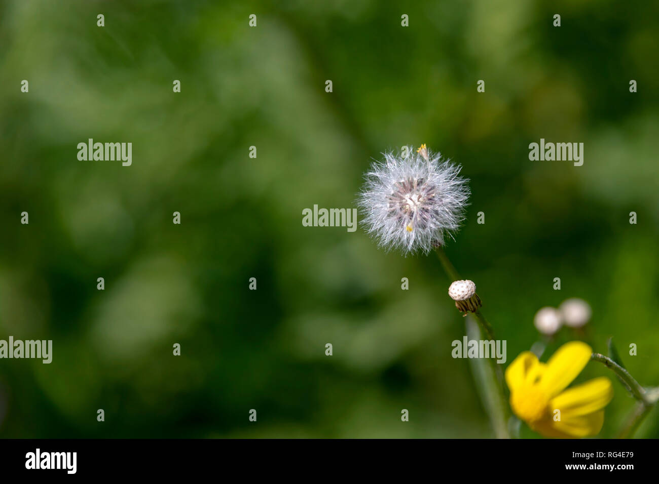 Löwenzahn Samen auf Dunkelgrün verschwommenen Hintergrund Stockfoto