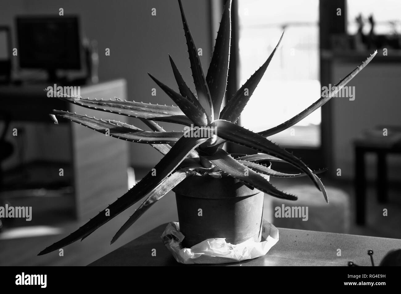 Aloe Vera in einer braunen Topf. Grosse schöne Aloe Vera auf den Schwarzen Tisch. Schwarz-weiß Foto von Aloe Vera Stockfoto