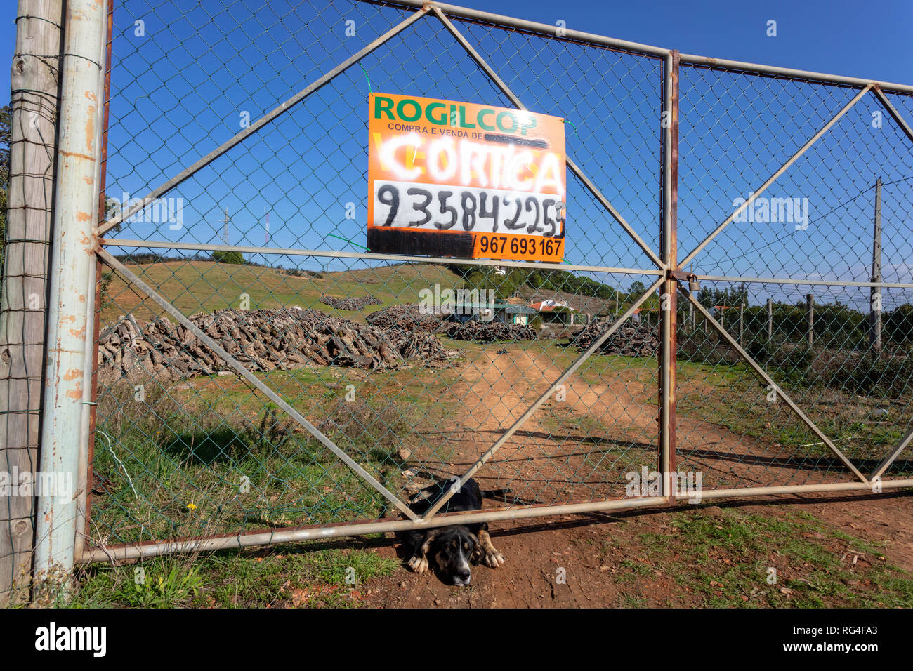 Watchdog am Zaun, Portugal Stockfoto