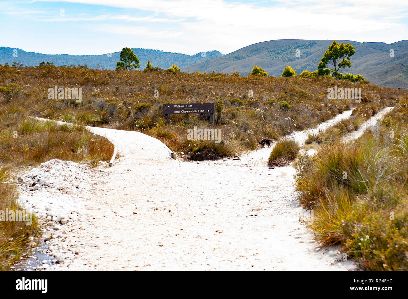 Walking Track, South West Tasmanien, Australien Stockfoto