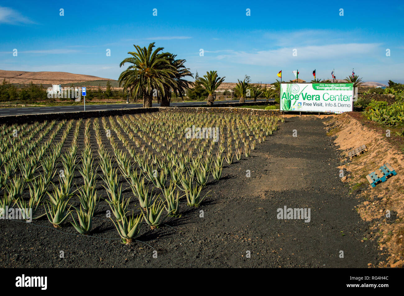 Die Finca Canarias Aloe Vera Gartencenter in Fuerteventura, Kanarische  Inseln Stockfotografie - Alamy