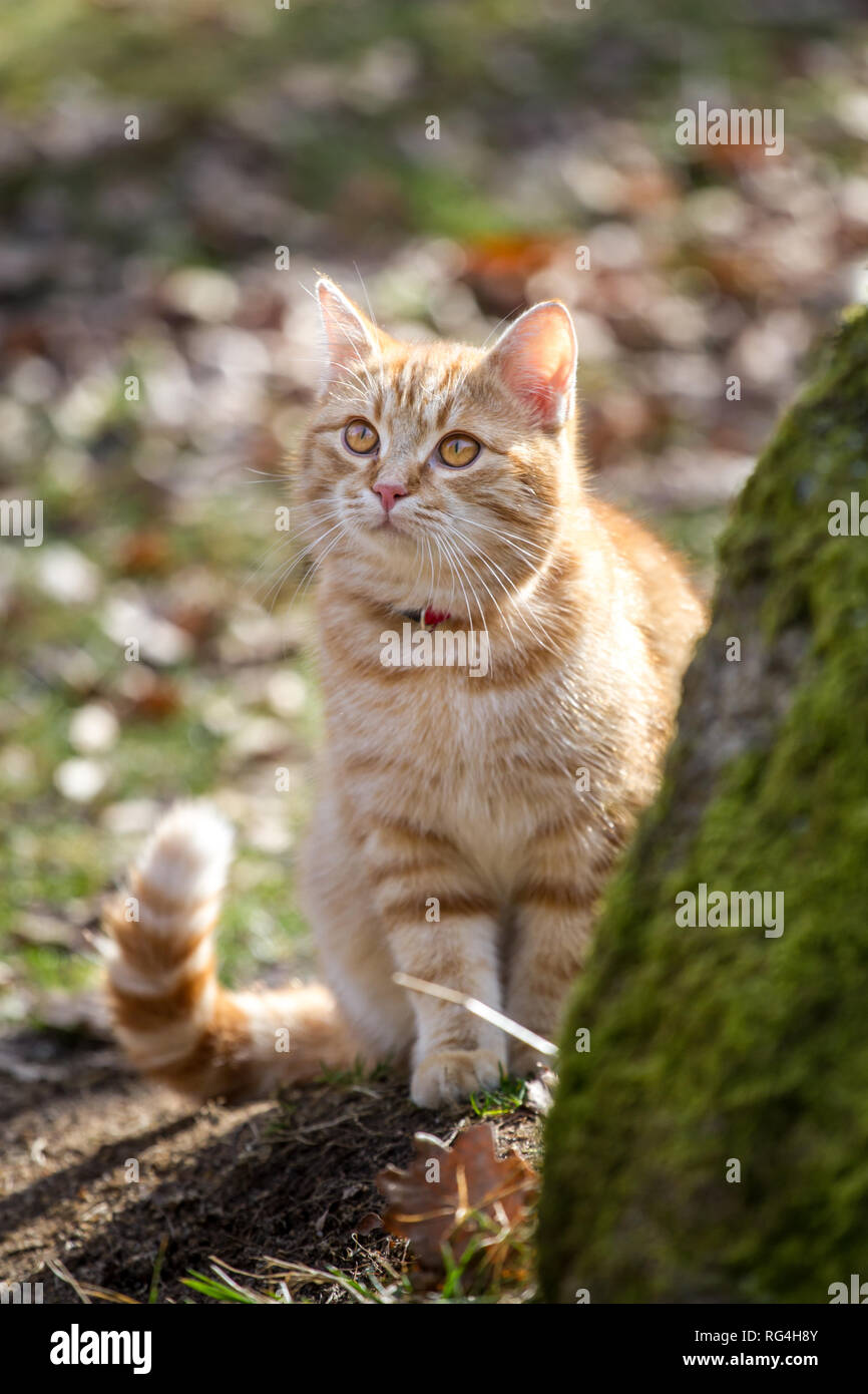 Red Tabby Hauskatze (Felis silvestris catus) Stockfoto