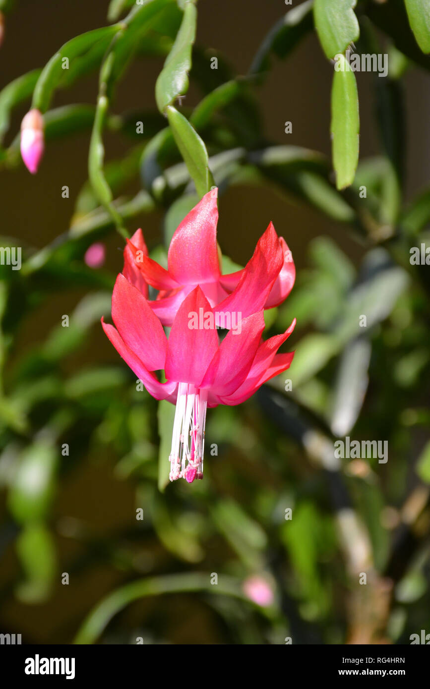 Der Kaktus Decembrist schöne rosa Blüten. Dekorative rosa Blume Decembrist. Schlumbergera Weihnachten Blume oder Varvarin Blume. Lila Decembrist Stockfoto