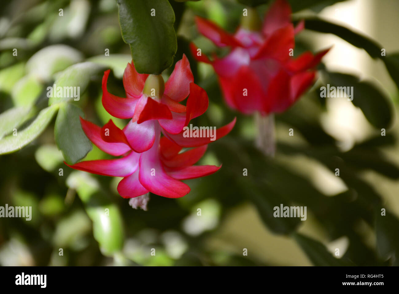 Der Kaktus Decembrist schöne rosa Blüten. Dekorative rosa Blume Decembrist. Schlumbergera Weihnachten Blume oder Varvarin Blume. Lila Decembrist Stockfoto