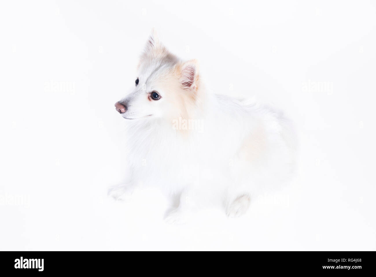 Junger Hund sitzend mit weiß und beige Fell Stockfoto