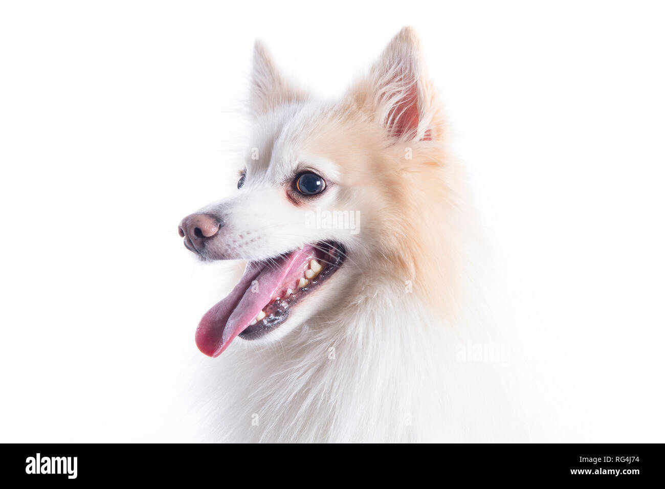 Nahaufnahme der junge Hund weiß und beige mit einem vorsichtigen Blick Stockfoto