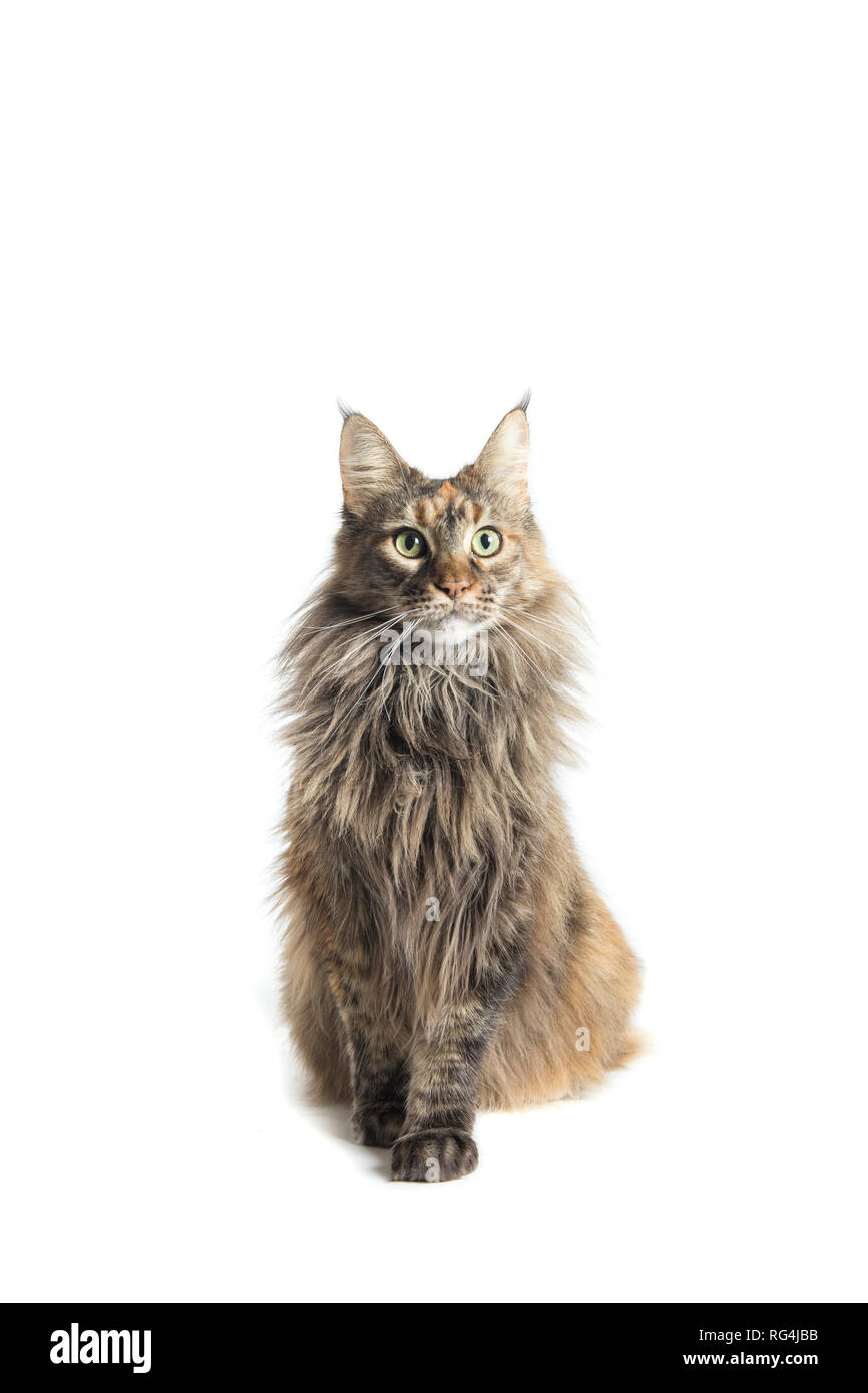 Maine Coon Kätzin mit aufmerksamen Blick in die Kamera gerichtet Stockfoto