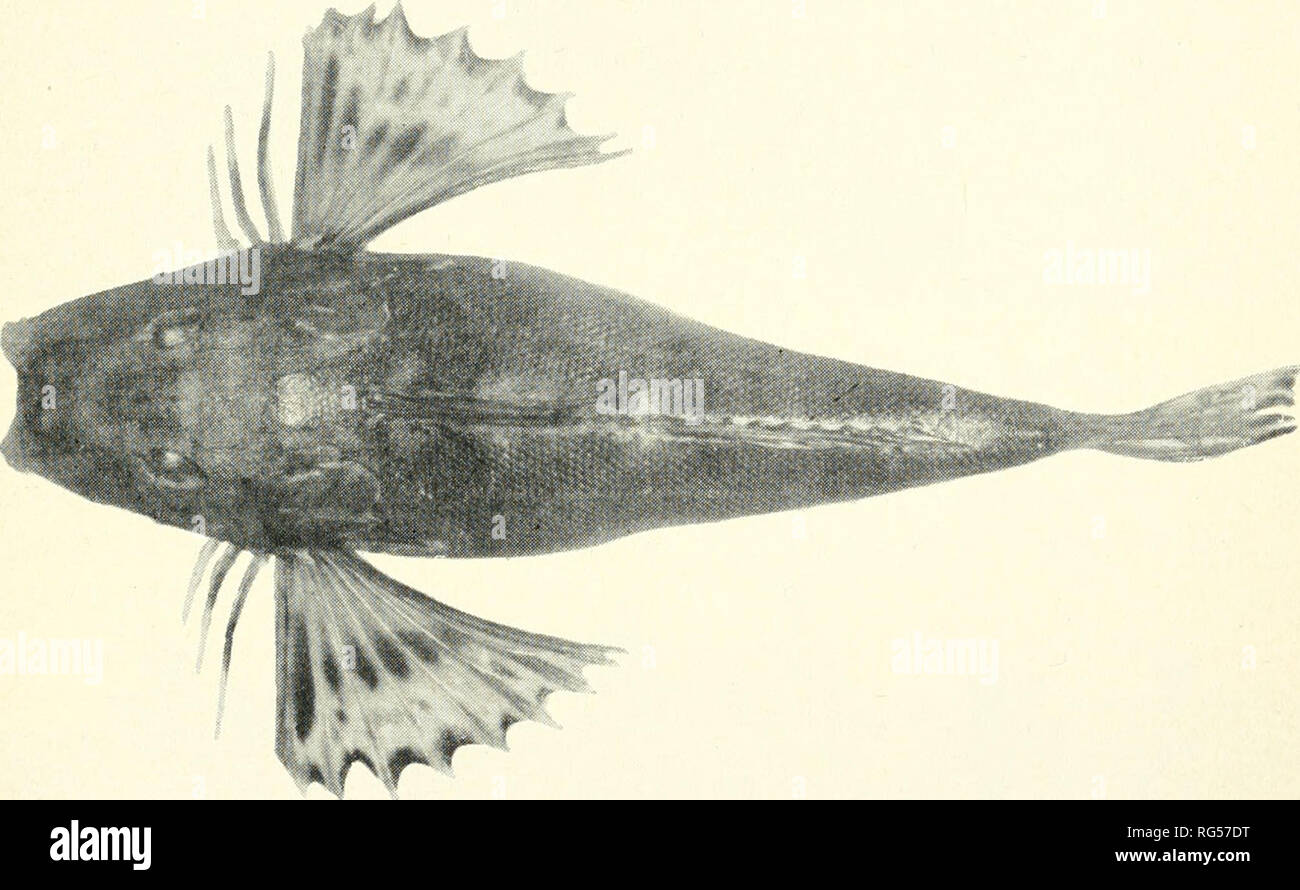 . Kalifornien Fisch und Wild. Fischerei - Kalifornien; Spiel und Spiel - Vögel - Kalifornien; Fische - Kalifornien; Tier Bevölkerungsgruppen; Pêches; Gibier; Poissons. Abbildung 55. Searobin, Prionotus ruscarius. Foto: Al Johns für Vernon M. Haden, San Pedro. Abbildung 56. Dorsalansicht der Prionotus ruscarius. Foto: Al Johns für Vernon M. Haden, San Pedro. (Regalecus glesne Ascanius). Oarfish. (Abbildungen 57 und 58.) Am Nachmittag des 29. März 1050, eine Surf Fischer, Thomas De Garmo von Wilmington, bemerkte ein sehr großes und eigenartige Fische schwimmen schwach nur aus einem Punkt der Felsen an der Cabrillo B Stockfoto