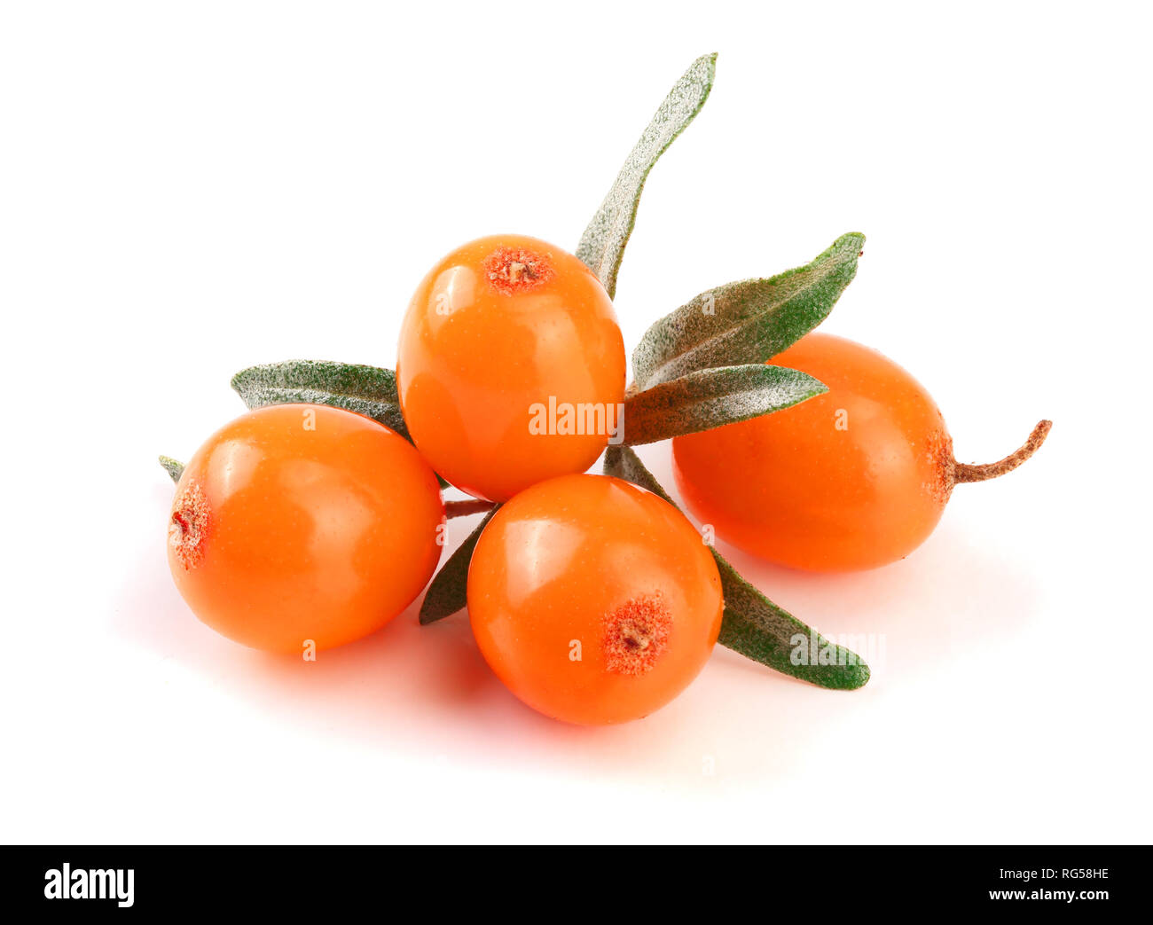 Sanddorn. Frische reife Beere mit Blättern auf weißem Hintergrund Makro isoliert. Stockfoto