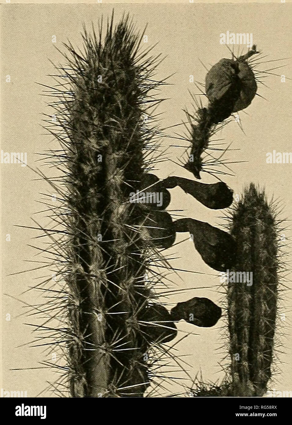 . Die Cactaceae: Beschreibungen und Abbildungen von Pflanzen der Familie der Kakteen. 270 Die CACTACEAE. Figxire 242 ist von einem Foto von IMr übernommen. Collins 1902; es ist dreiviertel in natürlicher Größe. Auf Seite 58, Vol. 11. Unter Cephalocereus Jiermentiamis, Hinzufügen: Illustration:] Iollers Deutsche Gart. "Zeit". 25:473. w. 5, Nr. 10, wie Pilocereus hermentianus. Auf Seite 58, Vol. 11, unter Pilocereiis albisetosus, fügen Sie die sjTionyms: Cactus alhisetosus Sprengel, Syst. 2: 496. 1825; Kaktus albisetus Steudel, Xom. Ed. 2. i: 245. 1840. Auf Seite 61, Vol. 11, unter Espostoa lanata, Hinzufügen zu Illustrationen: Schelle Stockfoto