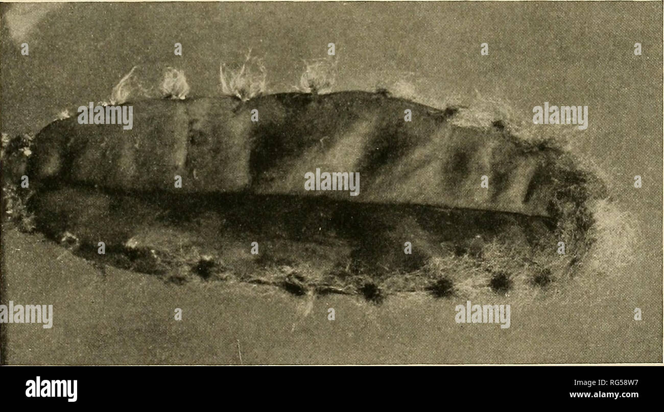 . Die Cactaceae: Beschreibungen und Abbildungen von Pflanzen der Familie der Kakteen. Anhang. 267 auf Seite 19, Vol.11, Einsatz:, 25. Cereus trigonodendron Schumann, Bot. Jahrb. Engler 40:413. 1908. Einfache, oder im Alter mit einem weit verzweigten oben, 15 Meter hoch; Trunk 5 Meter lang, glatt, 3 DM. in Durchmesser oder mehr; Rippen 3 bis 6, 2 bis 3 cm hoch; Areolen in jungen Wachstum 2 bis 3 cm. Abgesehen, und reiche weiße Wolle, ich cm. lang oder mehr; Stacheln 4 bis 7, bei iirst Braun, subulate, 2 bis 5,5 cm lang; Blumen wie in typischen Arten der Säulenkaktus, 10 bis 15 cm. lang; Obst glatt, Essbar. Art ort: Departme Stockfoto