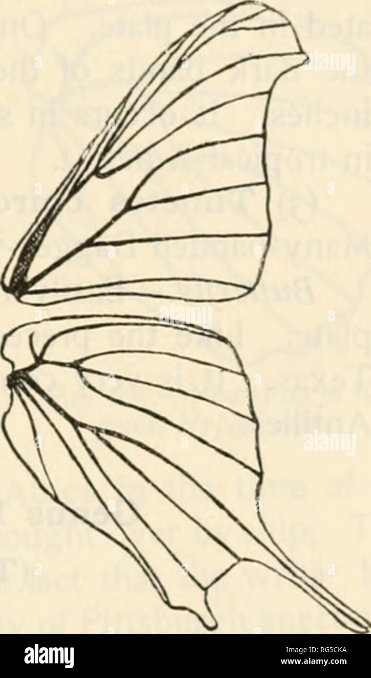. Der Schmetterling Buch; ein beliebter Leitfaden zur Erkenntnis der Schmetterlinge von Nordamerika. Schmetterlinge -- Nordamerika. Gattung Timetes Eijriy Sfcigcs. - Unbekannt. Der Leopard-Spot ist gelegentlich in Florida gefunden, aber ziemlich omnionly auf den Antillen, in Mexiko und Mittelamerika. Gattung TIMETES, Boisduval (Der Dolch - Flügel) Bittferjly. - Die Palpen sind mäßig lang, dick mit Schuppen bekleidet, die letzte gemeinsame länglich und spitz. Die antennse haben einen gut entwickelten Club. Die Vorderflügel, die Hinterflügel tragen die Zelle öffnen. In den Vorderflügel der Sub-rippenbögen Vene, die fünf Filialen, strahlt die Fi Stockfoto