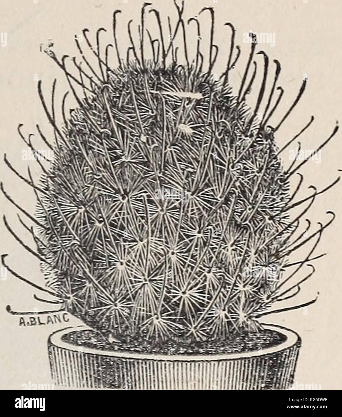 Kakteen! Kakteen! : Gro- und Einzelhandel. Baumschulen Texas El Paso  Kataloge; Pflanzen, Zierpflanzen Kataloge; Kaktus Kataloge. MAMILLAKIA.  Mamillaria Grahammi - blass rosa Blten und fein eingehakt Stacheln, 15  25c. Mamillaria Fulvispinia. -
