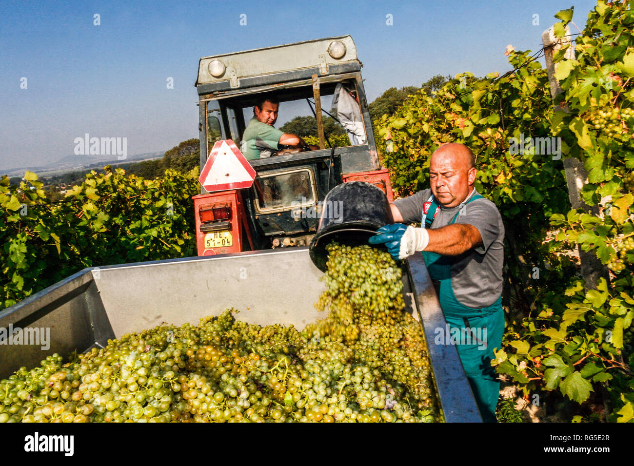 Weinlese, Weinregion Melnik, Tschechische Republik Bauernernte im Weinberg Stockfoto
