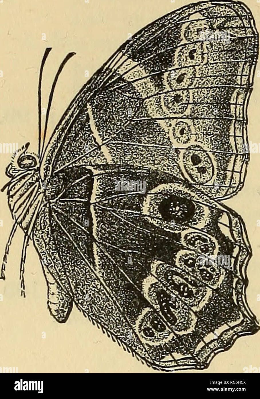 . Schmetterlinge. Vol. I-II. Lepidoptera. 78 NYMPHALID ^. Letztere. Unterseite sehr dunkel, schwärzlich braun; die Flügel subbasally durchzogen von einem schlanken lilacine - weiß gerade, am Vorderflügel von einer schrägen kurzen weißen discal fascia gefolgt, und sowohl auf Vorder- und Hinterflügel durch eine post-discal Serie von großen schwarzen ocelli und ein Terminal, etwas ochraceous, schmale Band an der Innenseite durch ein Mehr oder Weniger silbrig lila Linie umrandet. Die Serie sowohl auf Vorder- und Hinterflügel breitrandigem innerlich und äußerlich von silbrig Violett lunular Linien, auf den Vorderflügel nach innen gebogen, auf den Hinterflügeln gewölbt nach außen; Th Stockfoto