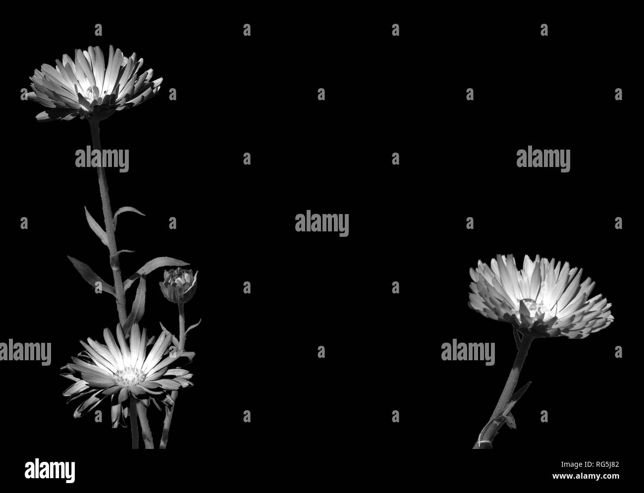 Schwarz-weiß Foto von drei Pflanzen und ihren Stämmen, mit schönen fluoreszierende Blumen Stockfoto