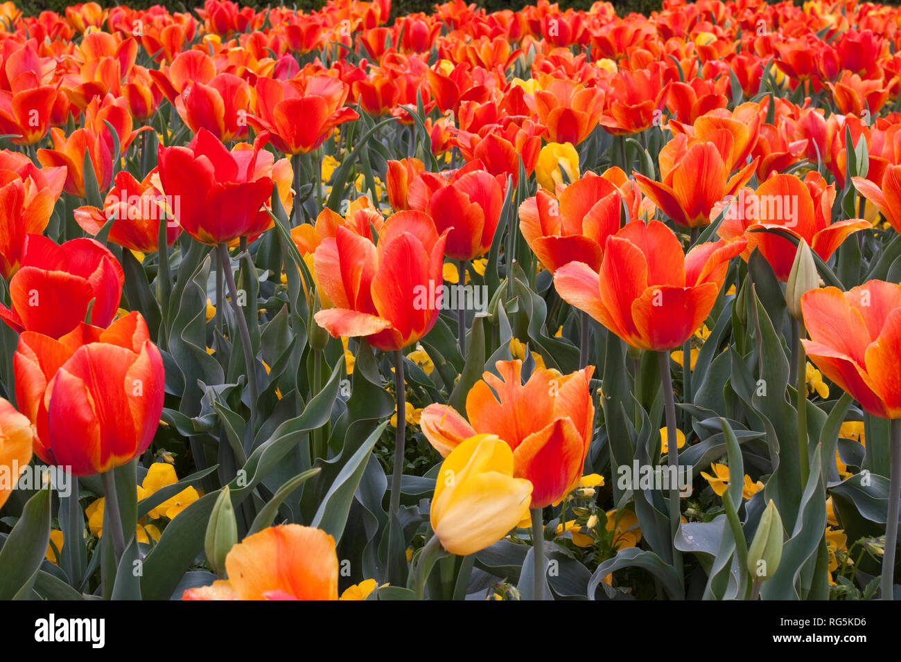 65021-029.11 Orange und gelbe Tulpen (Tulipa sp), mit gelben Stiefmütterchen (Viola sp) MO Stockfoto
