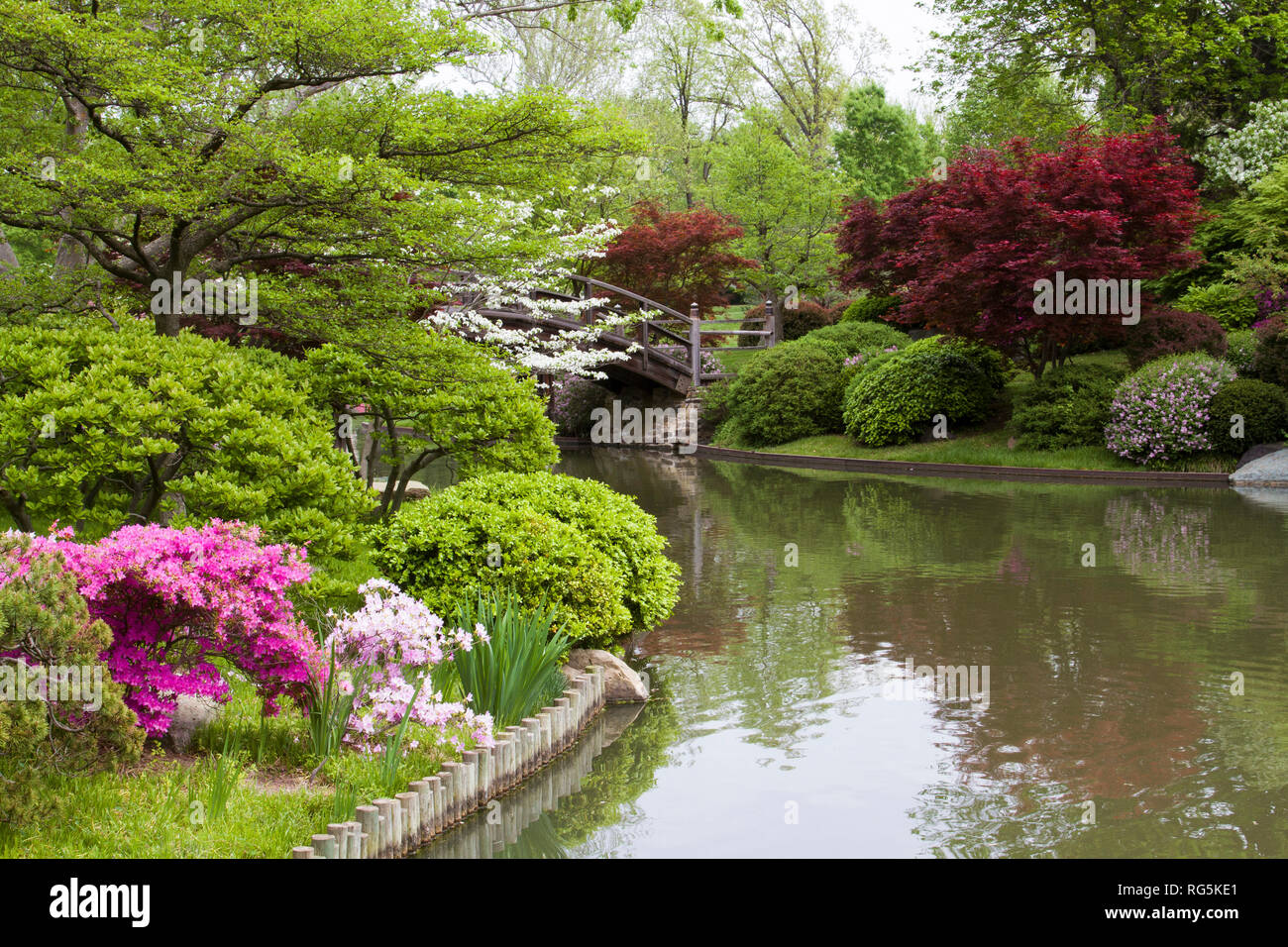 65021-03603 Brücke im japanischen Garten im Frühjahr, MO Botanische Gärten, St. Louis, MO Stockfoto