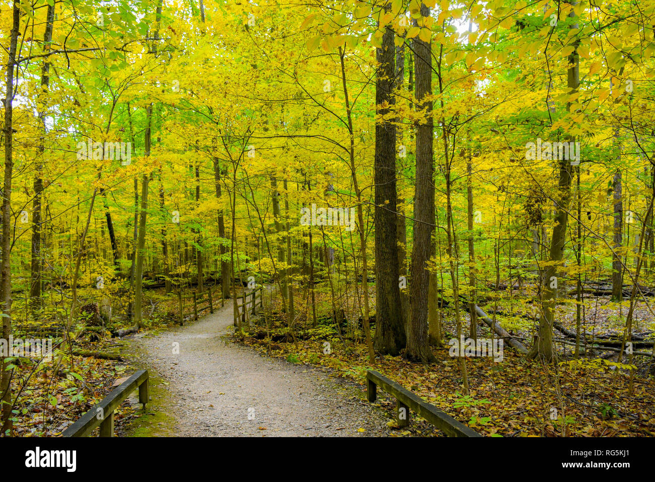 Eine Wanderung durch den Wald auf einem gewundenen Pfad. Einen atemberaubenden Blick auf das Falllaub umgibt mich. Hohe Bäume säumen den Weg. Laub umgeben. Stockfoto