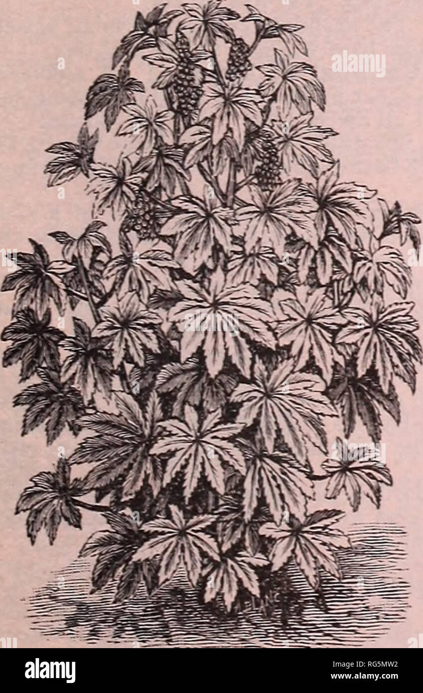 . Die jährlichen Burpee Folgendes Farm, 1887: Garten, Hof und Blumensamen. Baumschulen Pennsylvania Philadelphia Kataloge Kataloge; Blumen; Gemüse; Samen Kataloge Kataloge. Der TRAILING FUCHSIA IN EINEM KORB. Nachgestellte FUCHSIA, - Pinkfarbene procumbens. Es ist nicht allgemein bekannt, dass Fuchsien sehr leicht aus Samen zu ziehen sein können, und wird Blume frei das erste Jahr in der offenen Boden, während die Pflanzen im Haus im Winter, wo Sie noch mehr frei werden Blume getroffen werden können. Unter dem Kopf von Treibhausgasen Samen wir feinste Mischung aus Einzel- und Fuchsien bieten, speziell für uns Gespeichert her Stockfoto