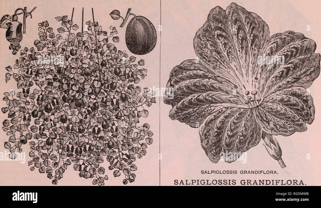 . Die jährlichen Burpee Folgendes Farm, 1887: Garten, Hof und Blumensamen. Baumschulen Pennsylvania Philadelphia Kataloge Kataloge; Blumen; Gemüse; Samen Kataloge Kataloge. Die BURPEE AUSTAUSCHEN BLUMEN SAMEN NEUHEITEN.. Der TRAILING FUCHSIA IN EINEM KORB. Nachgestellte FUCHSIA, - Pinkfarbene procumbens. Es ist nicht allgemein bekannt, dass Fuchsien sehr leicht aus Samen zu ziehen sein können, und wird Blume frei das erste Jahr in der offenen Boden, während die Pflanzen im Haus im Winter, wo Sie noch mehr frei werden Blume getroffen werden können. Unter dem Kopf von Treibhausgasen Samen wir feinste Mischung aus Doppel- und Einzelzimmer Fuc bieten Stockfoto