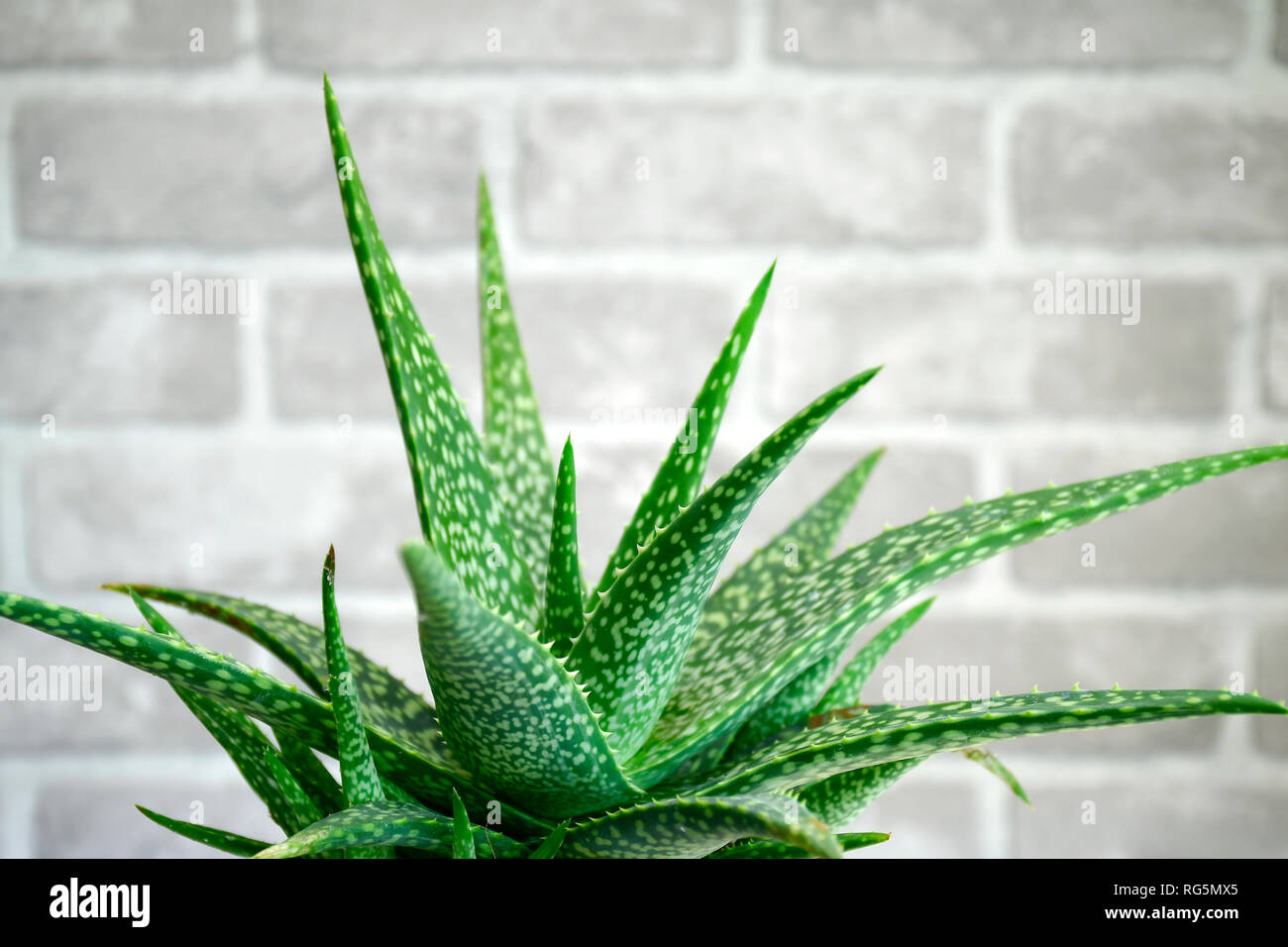 Aloe Vera Blätter. Aloe Vera ist sehr nützlich, Kräutermedizin für die Hautpflege und Haarpflege. Stockfoto