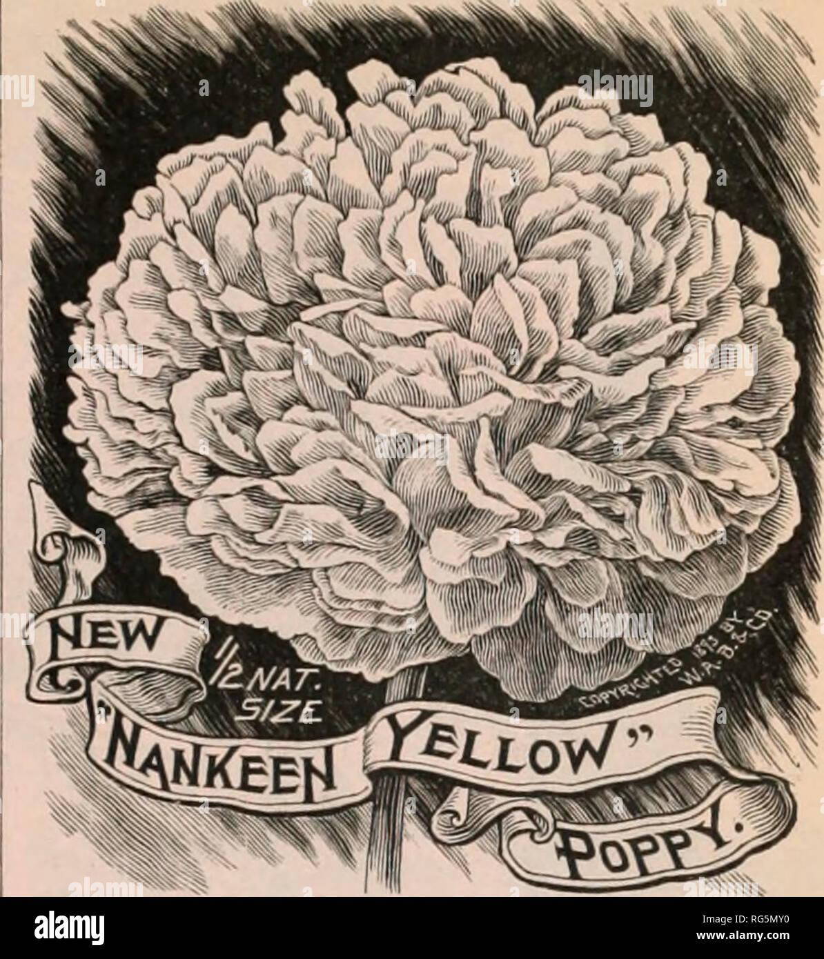 . Jahresbericht 1894 der Bauernhof Burpee austauschen. Baumschulen (Gartenbau) Pennsylvania Philadelphia Kataloge; Gemüse Samen Kataloge; Pflanzen, Zierpflanzen, Blumen Samen Kataloge Kataloge. Die Tulpe Mohnblume, - PAPAVER GUAUCUM. Neue Tulip PoppvJ. Seine spezifische Name bezieht sich auf seine bläulich-grünen Blättern, die im großen und ganzen sind Gefiedert oder Gelappt. Die Pflanzen kräftig^ Zeile 12 bis 14 Zoll hoch. Die perfekte und auffallende Blüten sind intensiv leuchtenden Farbe; die beiden äusseren Blütenblätter bilden ein Tulip-Cup, in dem der innere Blütenblätter aufrecht gesetzt sind, bilden eine Tasche - wie Behälter, scheinbar die Antheren zu schützen; nach einer Zeit tief Stockfoto