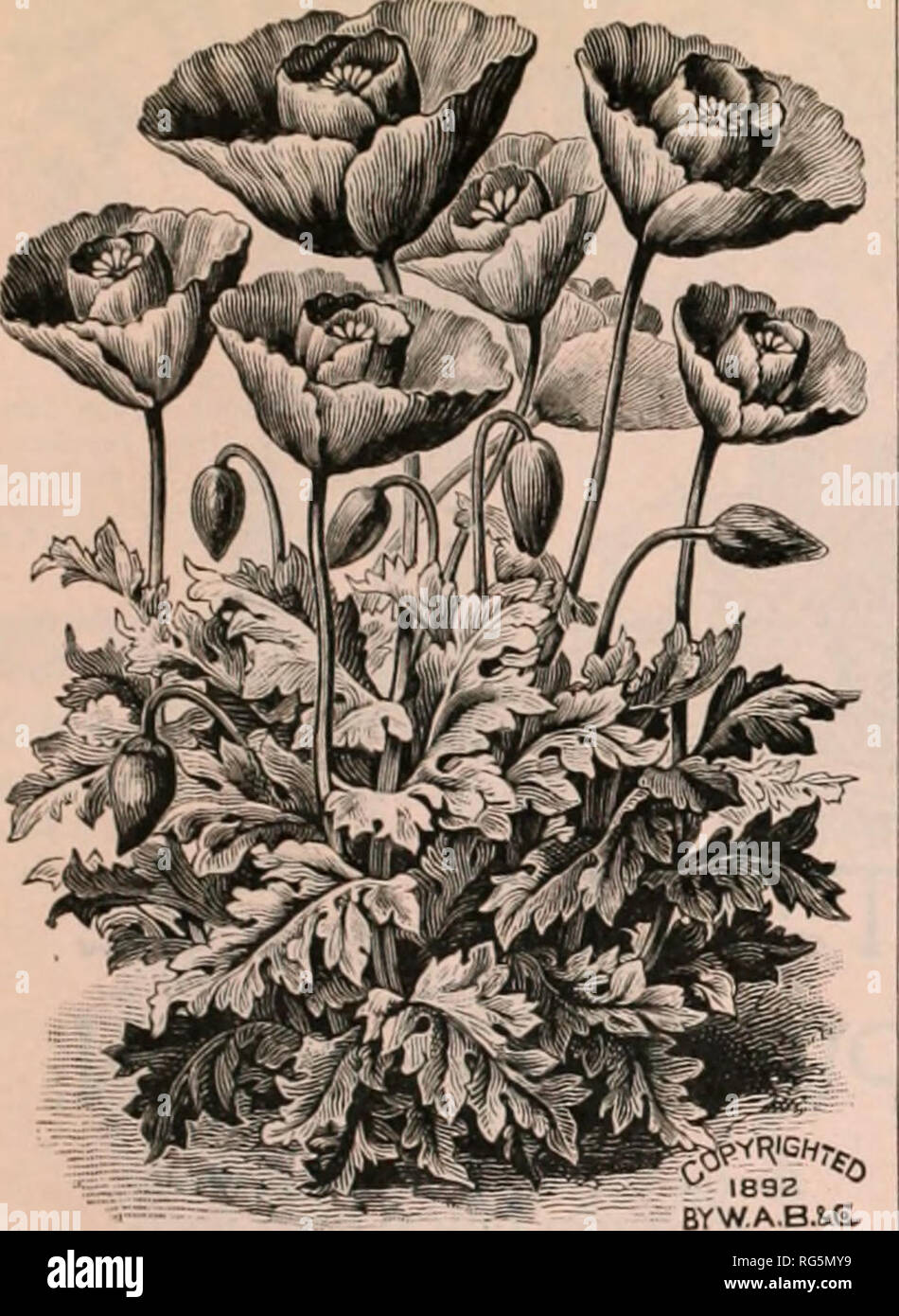 . Jahresbericht 1894 der Bauernhof Burpee austauschen. Baumschulen (Gartenbau) Pennsylvania Philadelphia Kataloge; Gemüse Samen Kataloge; Pflanzen, Zierpflanzen, Blumen Samen Kataloge Kataloge. Die BURPEE FOLGENDES NEUHEITEN FÜR 1894. 131. Die Tulpe Mohnblume, - PAPAVER GUAUCUM. Neue Tulip PoppvJ. Seine spezifische Name bezieht sich auf seine bläulich-grünen Blättern, die im großen und ganzen sind Gefiedert oder Gelappt. Die Pflanzen kräftig^ Zeile 12 bis 14 Zoll hoch. Die perfekte und auffallende Blüten sind intensiv leuchtenden Farbe; die beiden äusseren Blütenblätter bilden ein Tulip-Cup, in dem der innere Blütenblätter aufrecht gesetzt sind, bilden eine Tasche - wie Behälter, scheinbar zum Protein Stockfoto