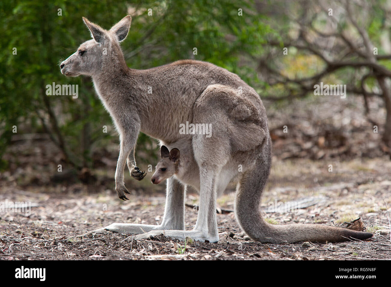 Weibliche Eastern Grey Kangaroo (Marcopus giganteus) mit Joey im Beutel Stockfoto