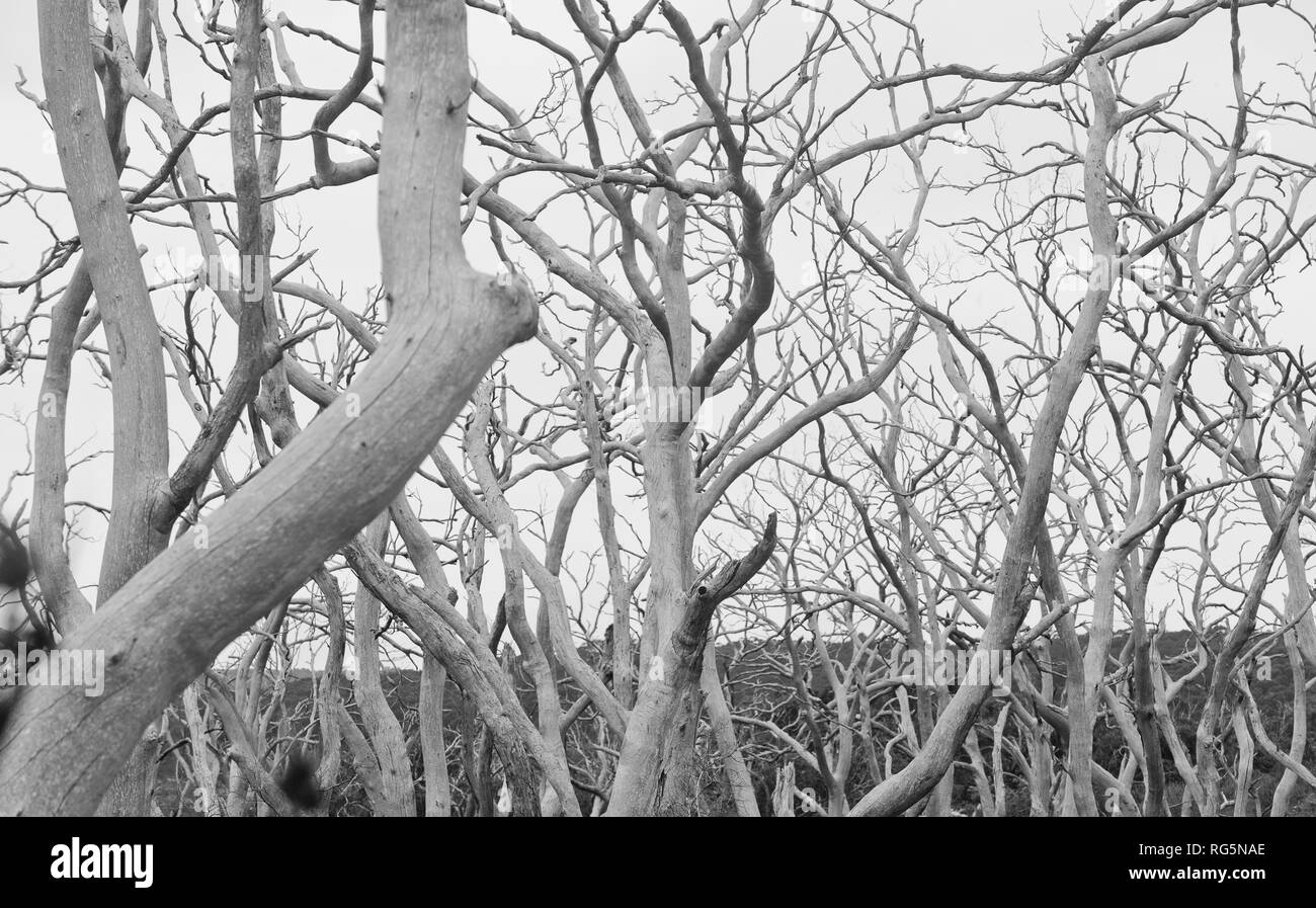 Entlaubt tot Eukalyptusbäumen Stockfoto