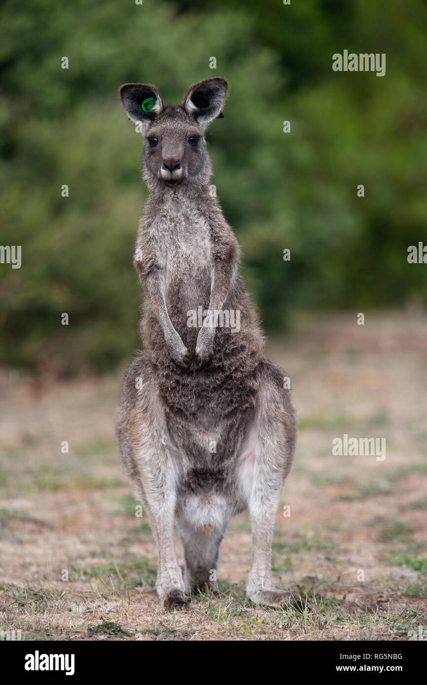 Weibliche Eastern Grey Kangaroo (Marcopus giganteus) Stockfoto