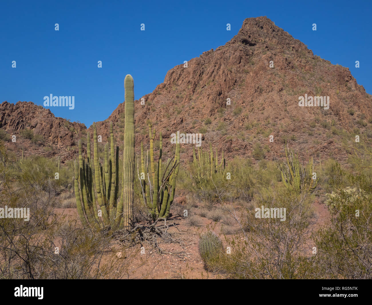 Seltene Organ Pipe Cactus (Stenocereus thurberi) Mischen mit Saguaro, cholla und andere Kakteen und Pinsel in der Arizona Organ Pipe Cactus National Monument Stockfoto
